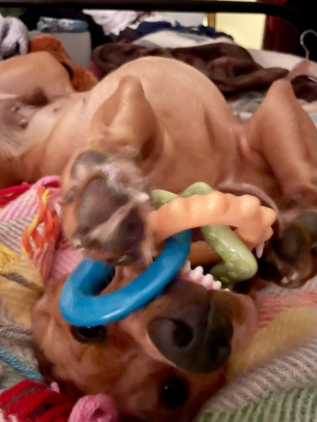 Adolescent Dog Survival...Sharing Tips & Tails