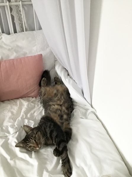 Does my cat miss them?