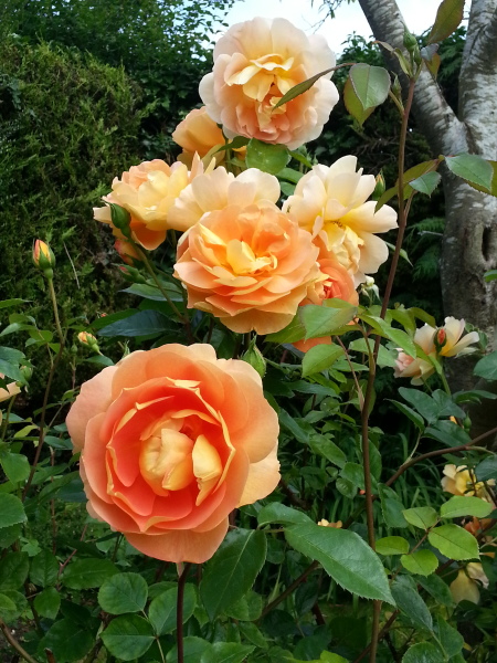 Which roses do you have?
