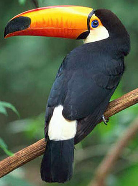 Autumn leaves, crackling fires, quokkas and puffins at the Bluestocking.