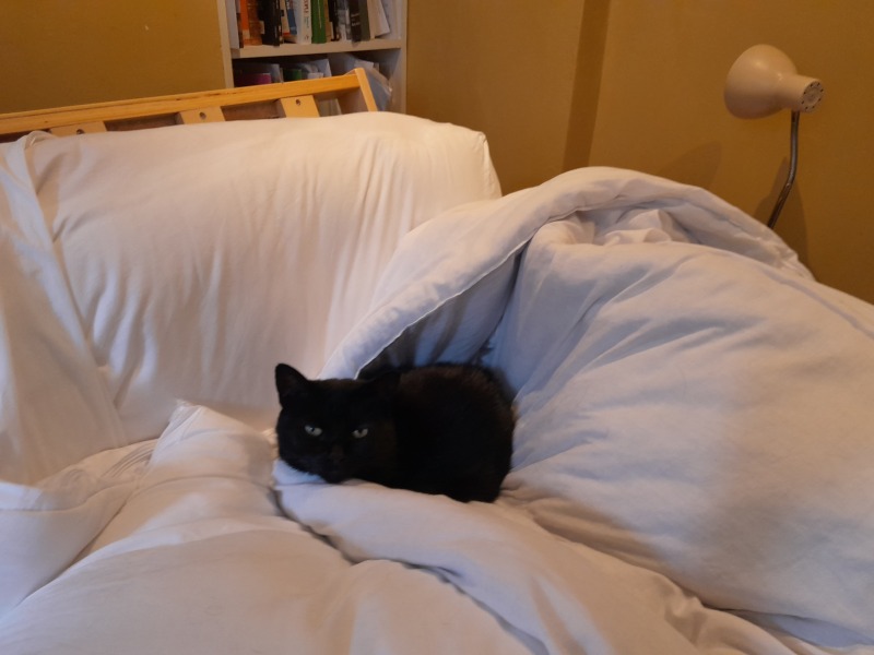Black cat appreciation (pics please)