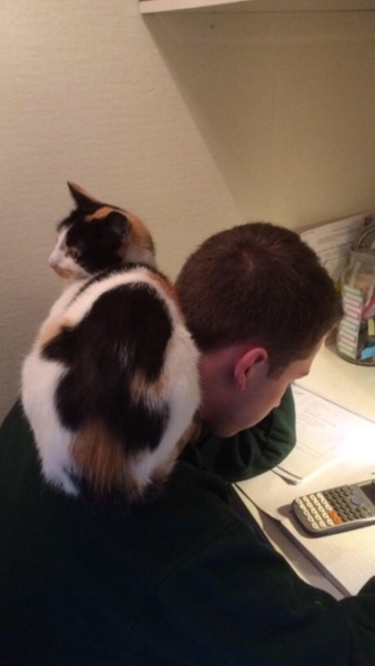 To be really unhappy at having a cat imposed on us