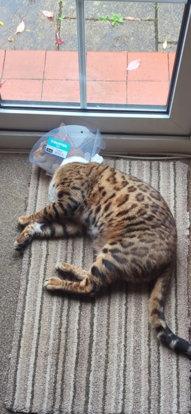 Best alternative to cone of shame
