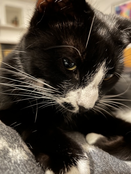 Thread 9 Starmer : Return to Westminster