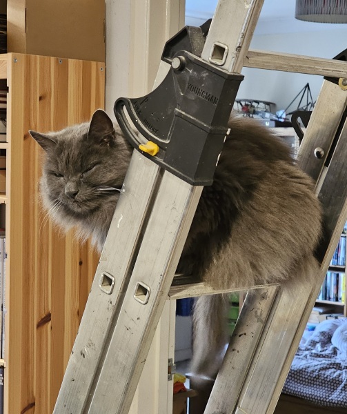 Flounders or Flouncers? The Excellent Cats continue their important debate