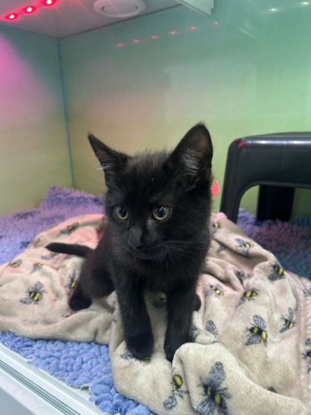 Black cat appreciation (pics please)