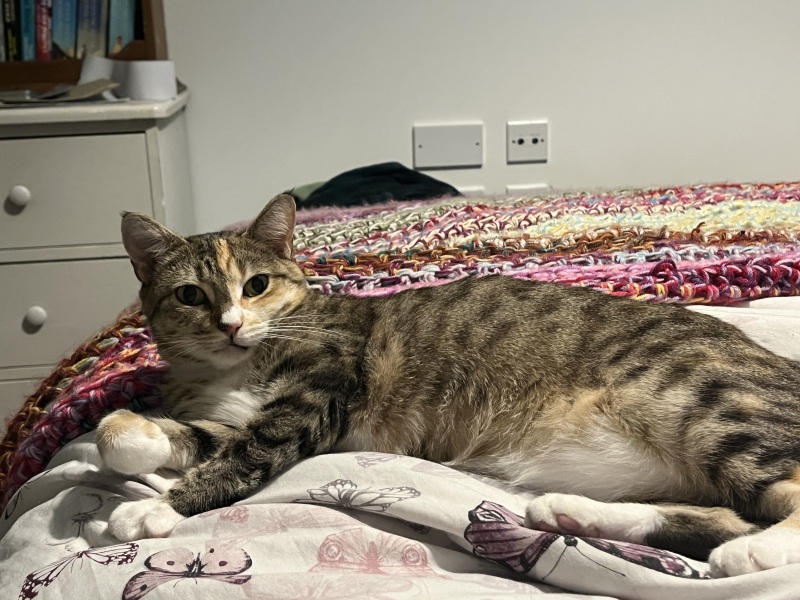 Flounders or Flouncers? The Excellent Cats continue their important debate