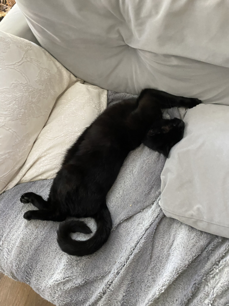 Black cat appreciation (pics please)