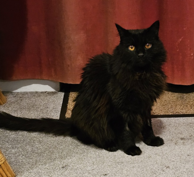 Trick or Cat Treat? The Excellent Cats do Halloween