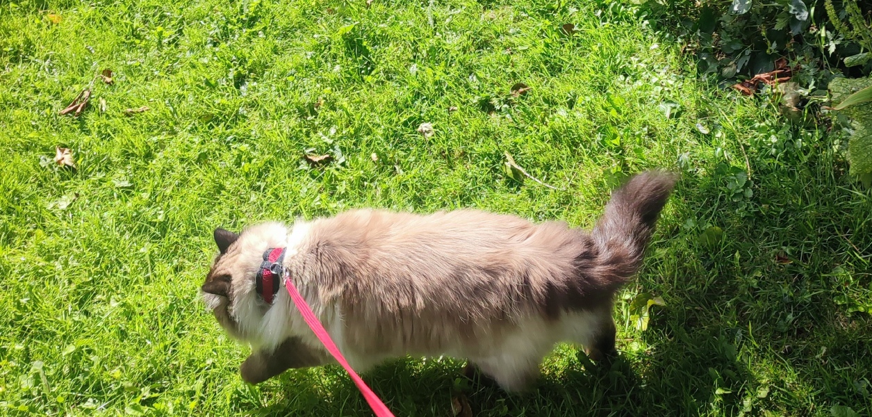 Does anyone take their Ragdoll out for a walk?