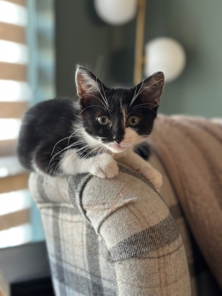 Board for owners of the most beautiful cats