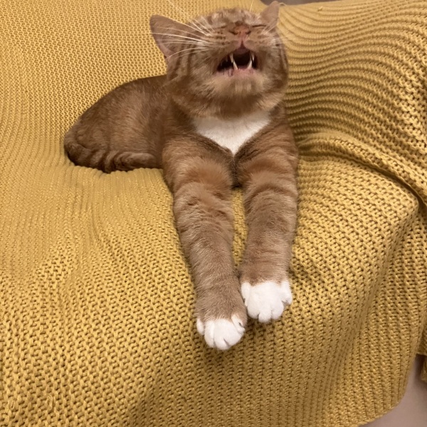 Board for owners of the most beautiful cats