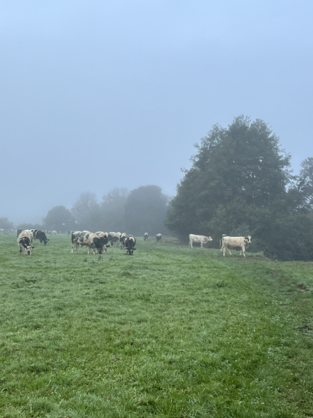 Mounjaro August starters #7