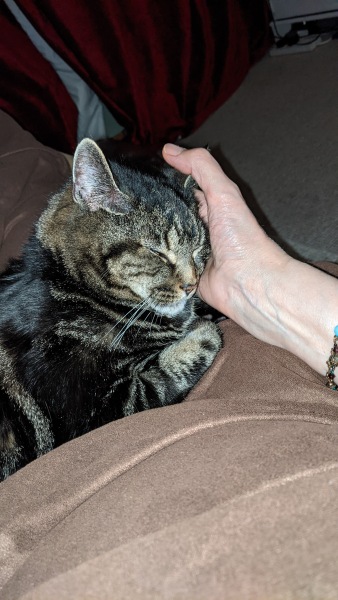 I want to go to bed but I'm cat trapped...