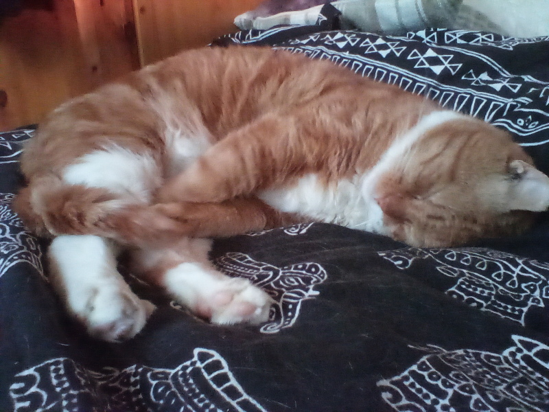 Ginger cat name suggestions please