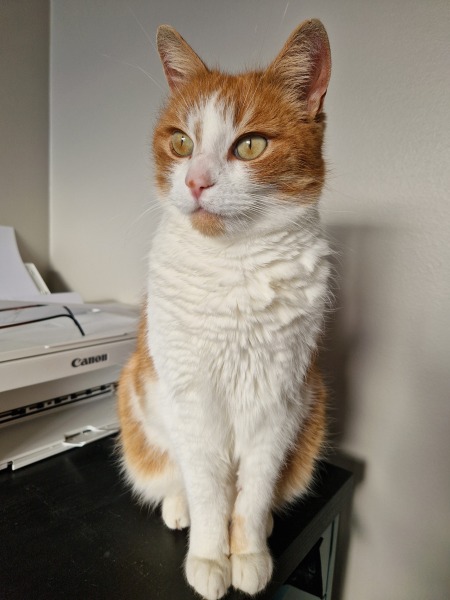 Flounders or Flouncers? The Excellent Cats continue their important debate