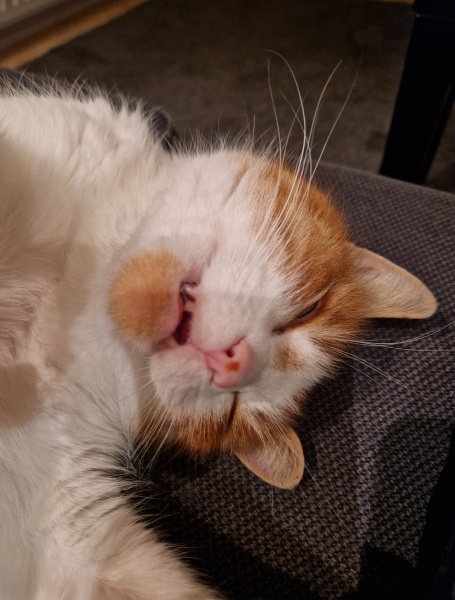 Flounders or Flouncers? The Excellent Cats continue their important debate