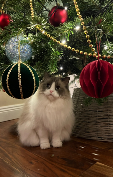 First time cat owner. Will the cat wreck my Xmas tree ?