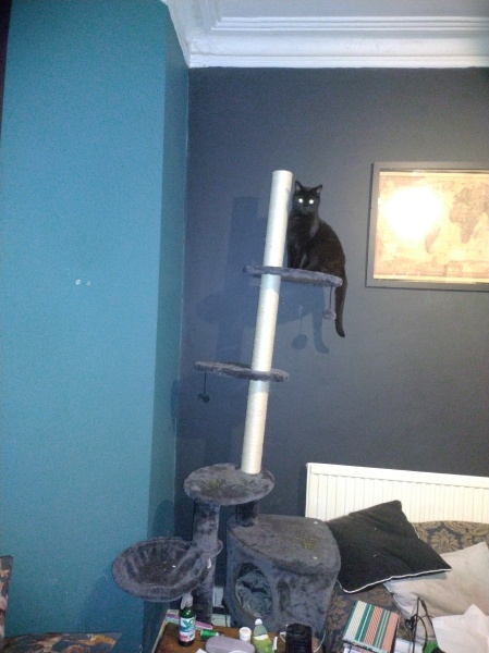 Black cat appreciation (pics please)