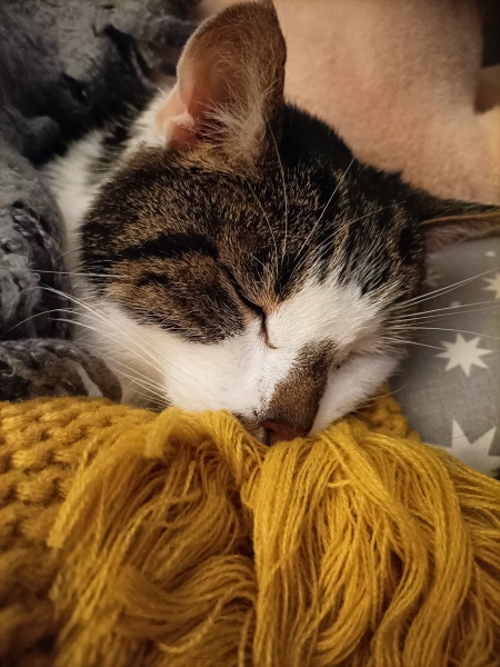 Ageing Cat. Support.