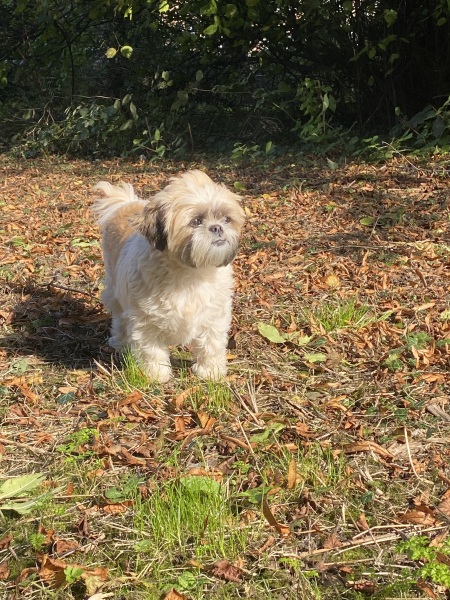 October’s dog of the month: Share your autumn dog photos & win £100 prize bundle!