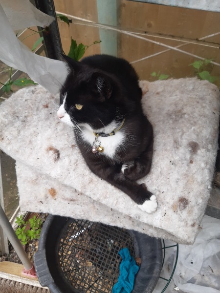 Board for owners of the most beautiful cats