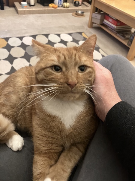 How to get a cuddly cat who loves to sit on your lap