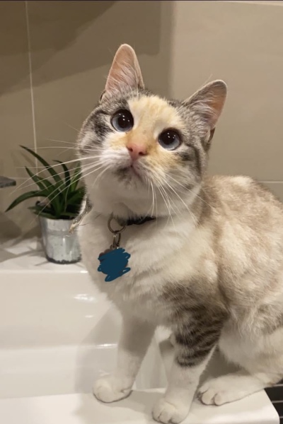 Board for owners of the most beautiful cats