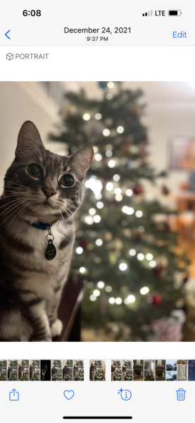 Board for owners of the most beautiful cats