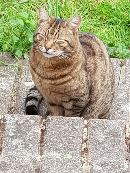 Flounders or Flouncers? The Excellent Cats continue their important debate