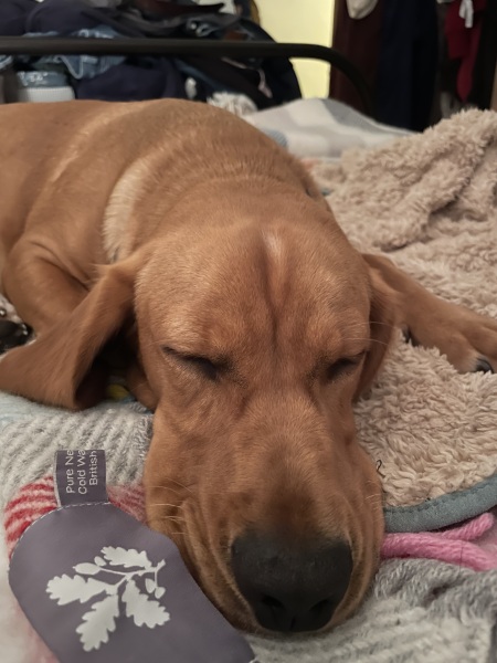 Puppy Survival Thread for New and Old Pups - here comes winter 2024