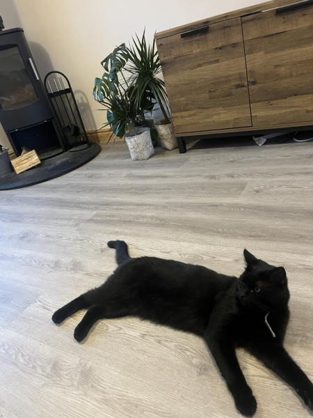 Black cat appreciation (pics please)