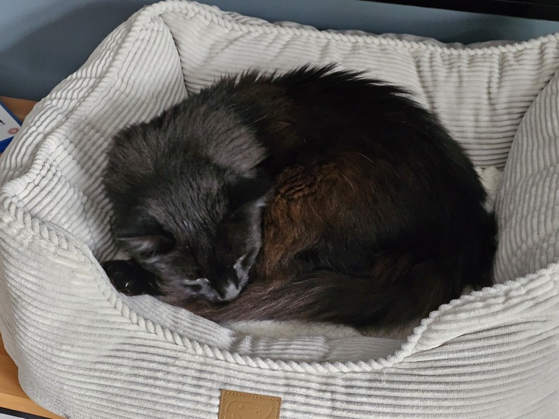 Flounders or Flouncers? The Excellent Cats continue their important debate