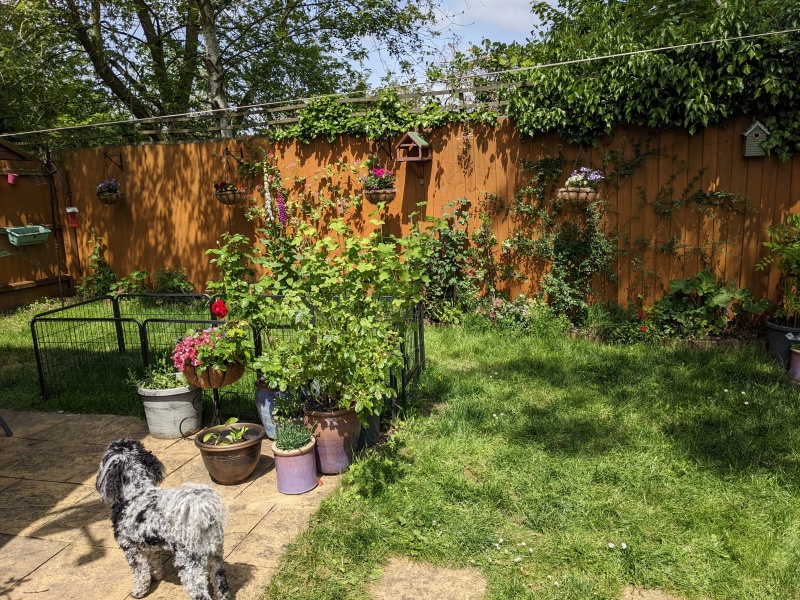 Please help me layout my garden!