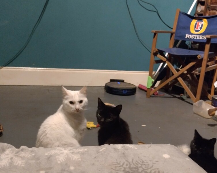 Flounders or Flouncers? The Excellent Cats continue their important debate