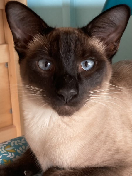 Board for owners of the most beautiful cats