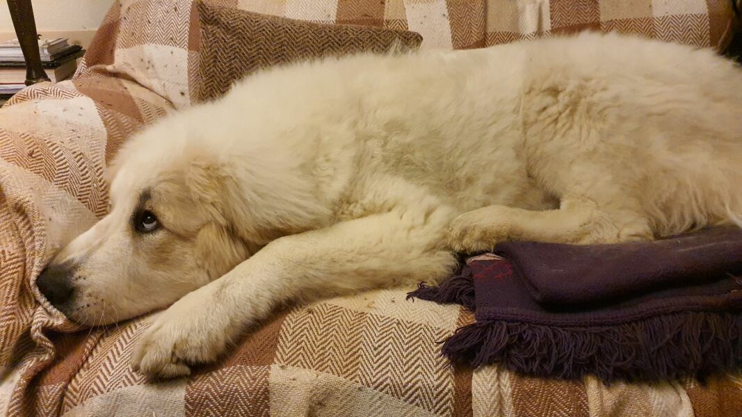 Adolescent Dog Survival...Sharing Tips & Tails