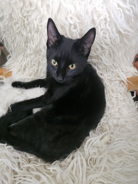 Black cat appreciation (pics please)