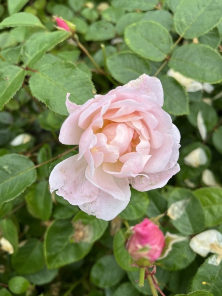 Thread 9 Starmer : Return to Westminster