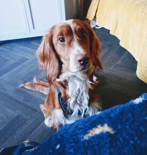 Adolescent Dog Survival...Sharing Tips & Tails