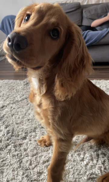 Adolescent Dog Survival...Sharing Tips & Tails