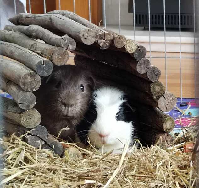 Got our escaped guinea pig back!