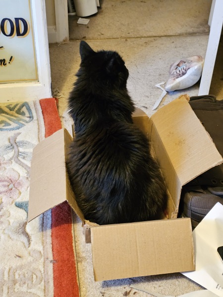 Trick or Cat Treat? The Excellent Cats do Halloween