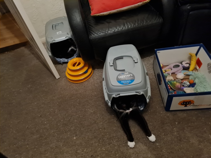 Trick or Cat Treat? The Excellent Cats do Halloween