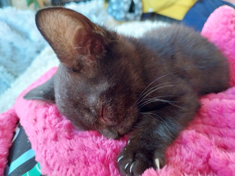 Black cat appreciation (pics please)