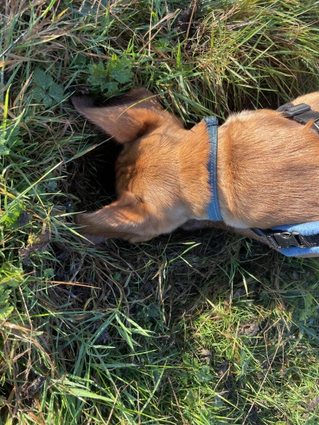Retrievers: the new Cockerpoo/Cocker Spaniel?