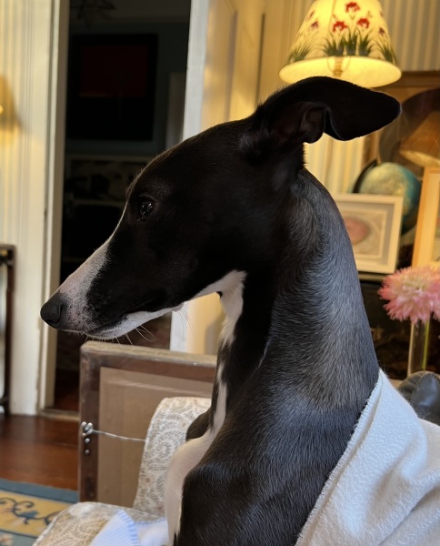 Whippet Puppy Advice?