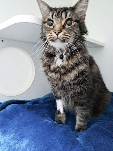 Flounders or Flouncers? The Excellent Cats continue their important debate