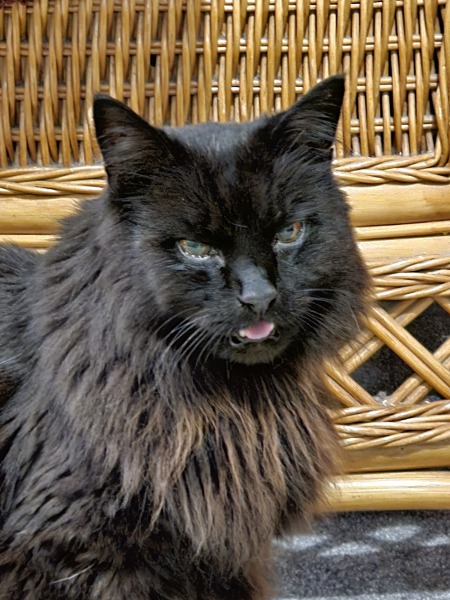 Flounders or Flouncers? The Excellent Cats continue their important debate