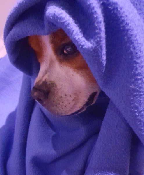 October’s dog of the month: Share your autumn dog photos & win £100 prize bundle!